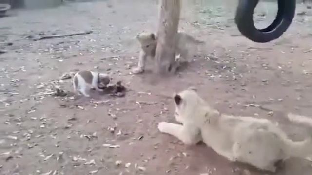 Бесстрашный щенок смотреть онлайн