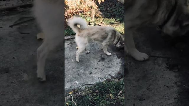 Первый уровень дресировки собаки 🐕 смотреть онлайн