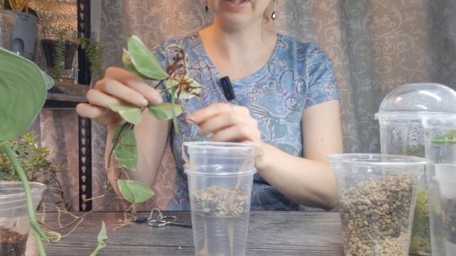 Пересадка хойи и малышки Полли на фитильный полив смотреть онлайн