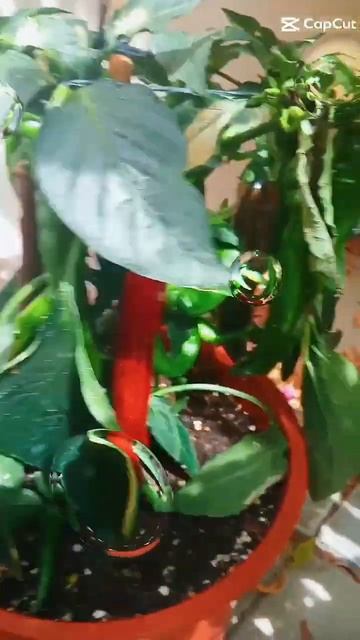 My Beautiful chill plant / Amazing and satisfying #shorts смотреть онлайн