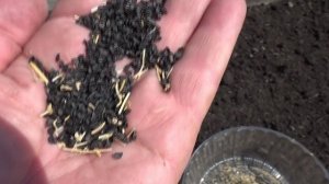 Лук - батун весной нужно сеять как можно раньше!