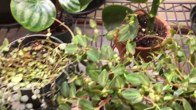 Peperomia Diversity Showcase- Houseplant Tour