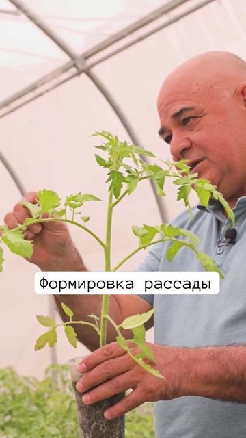 ФОРМИРОВКА РАССАДЫ ТОМАТОВ🌱🍅 смотреть онлайн