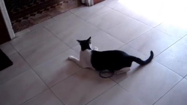 Karate Cat