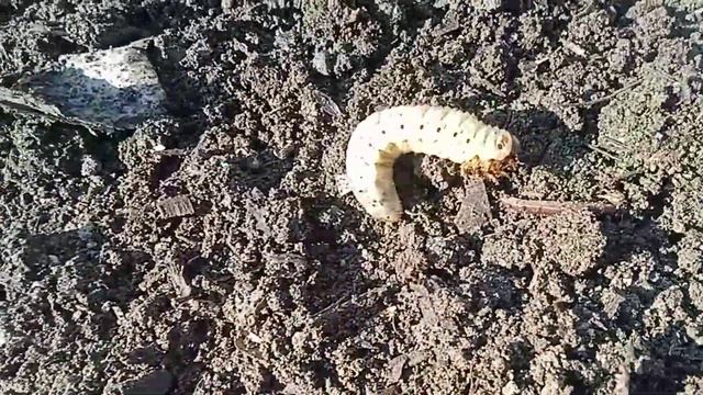 при переносе земли найдены монстры смотреть онлайн