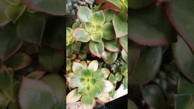 Suculenta Aeonium Kiwi смотреть онлайн