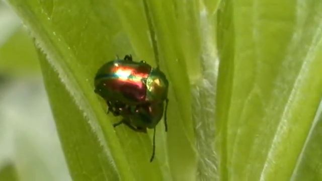 ZŁOTKA JASNOTOWA (Zaborze pod Oświęcimiem 17.05.2011r.) смотреть онлайн
