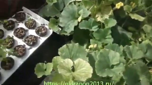12.08.2017 г. гидропоника на даче смотреть онлайн