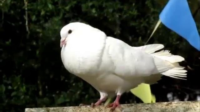 White Doves at Jane's Enchanted Tea Garden, Mill Lane, Kirtlington, Oxfordshire. смотреть онлайн