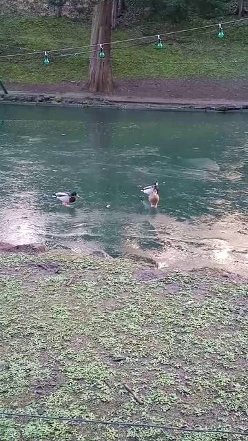 ducks on ice смотреть онлайн