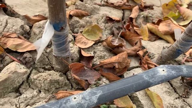 Подвой ВСЛ-2 и МАКСИМА14   Разница