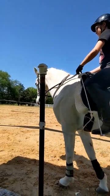 Manny got a new bridle! #subscribe #like #youtubeshorts #equestrian #horse #horseriding смотреть онлайн