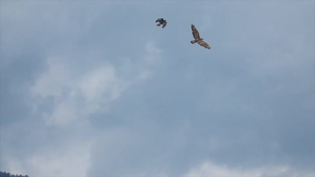 BIRDS FLYING WITH BIRDS SOUND | RELAXATION MUSIC смотреть онлайн
