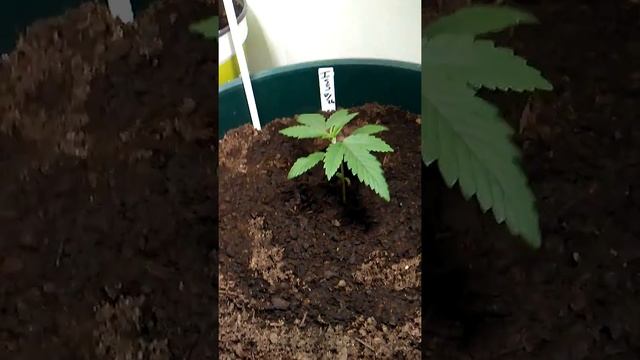Day 15 seedling DIY stealth grow! смотреть онлайн