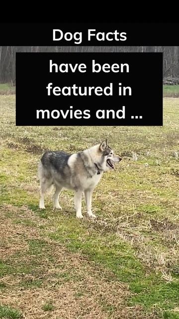 German Shepherd Popular #dogfacts #doglover #germanshepherd #dog #facts смотреть онлайн
