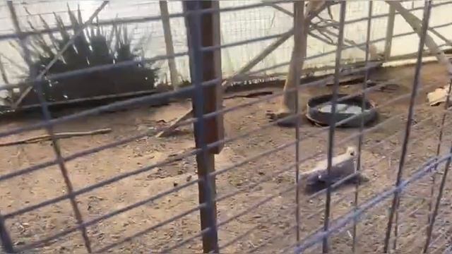 ВЕРБНОЕ ВОСКРЕСЕНЬЕ . ПОХОД В ХРАМ ЗА ВЕРБОЙ . смотреть онлайн