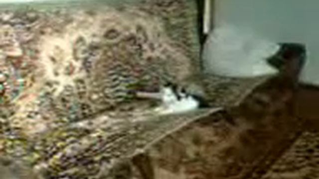 Коту включили мяуканье смотреть онлайн