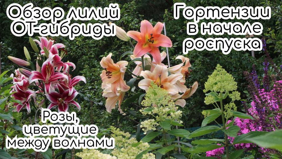 Уход за садом и розами. Лилии. Гортензии в начале цветения смотреть онлайн