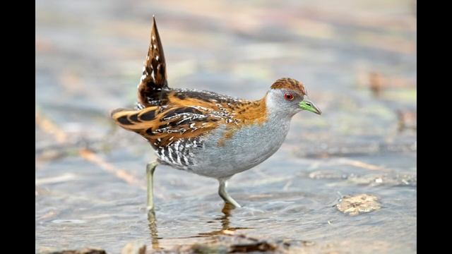 Porzana pusilla смотреть онлайн
