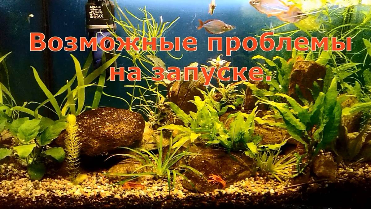 Медленный запуск аквариума, 2 выпуск, с проблемами дизайна, как не нужно делать.