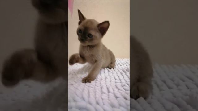 бурманские котята #бурманскиекотята