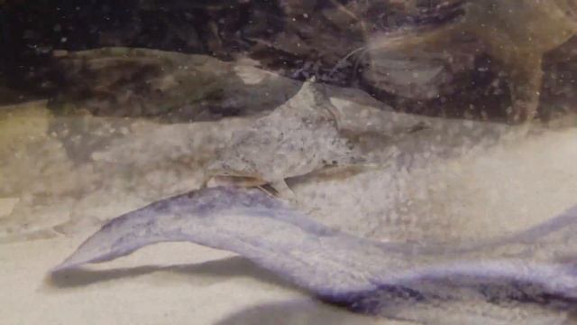 Bagarius lica (yarelli) "Goonch catfish" feeding смотреть онлайн