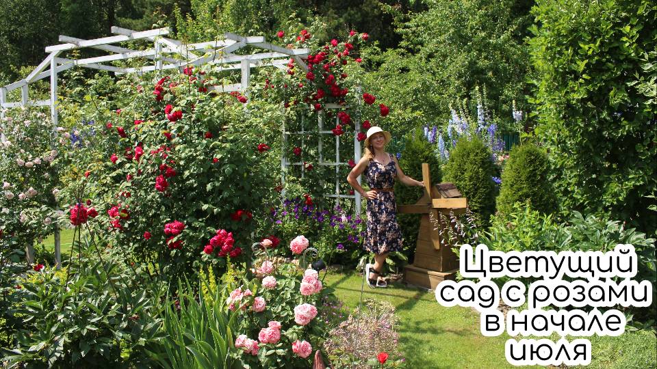 Цветущий сад с розами в начале июля смотреть онлайн