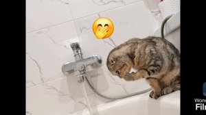 #Котики #пушистики #кошки #вислоухиекошки #вислоухиешотландские #шотландцы