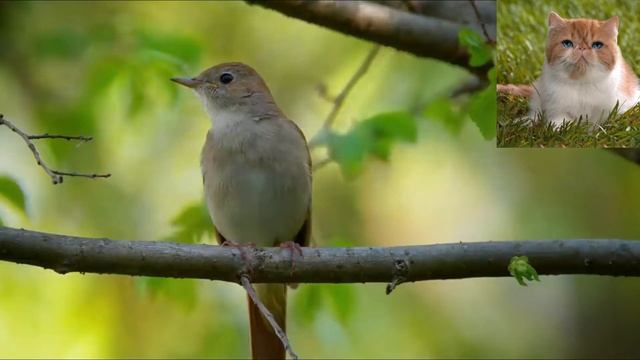 Обыкновенный соловей Luscinia luscinia смотреть онлайн