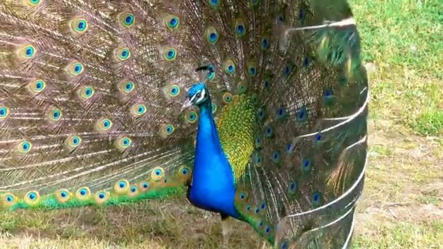 Магическая мантра дарующая успех и удачу смотреть онлайн