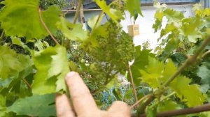 Сорт винограда моей селекции Вика-Виктория,развитие кисти.