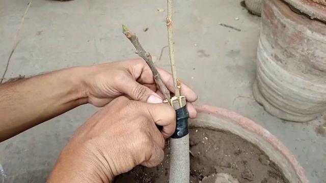 Mulberry & Fig Grafting Why First Fail & Why Second Successful | Anjeer & Shehtoot Grafting | смотреть онлайн