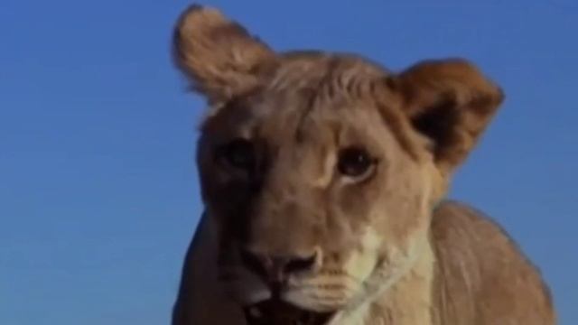 The Lion King 3 Kiara's Reing(Coda,Asha,Leah)(2022)Мини клип We are one смотреть онлайн