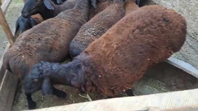 Кушкор сардодм 17 сентября  2022