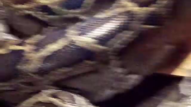 Python molurus bivittatus смотреть онлайн
