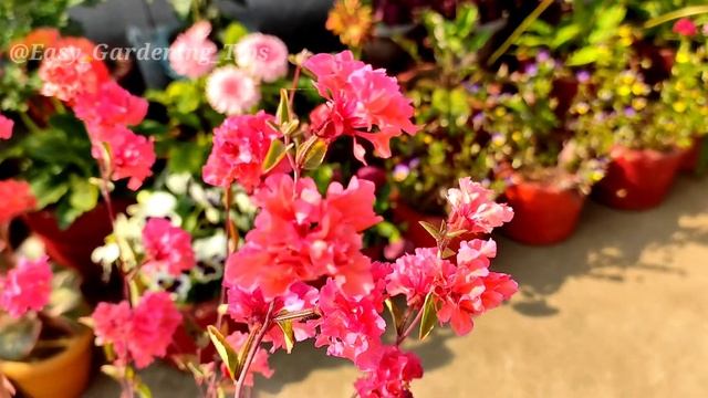 How To Grow And Care Clarkia Flower plant смотреть онлайн