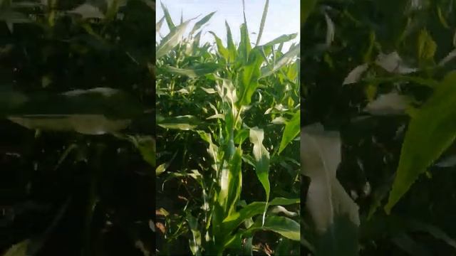 ДН Пивиха стан на 4 липня смотреть онлайн