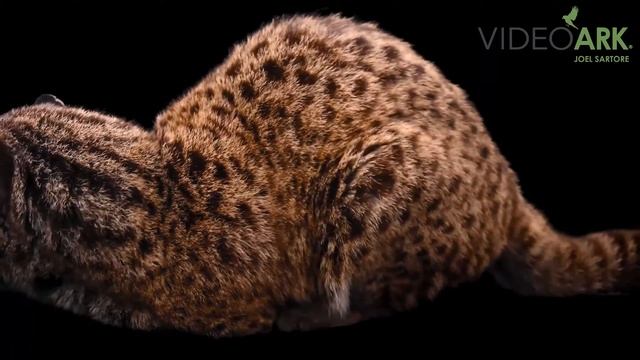 A southern guina (Leopardus guigna guigna) from Fauna Andina. смотреть онлайн