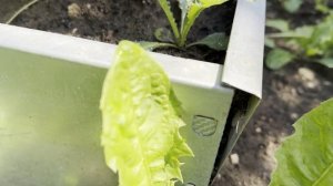 ГРЯДКИ из СВЕТОФОРА🚦ЧЕРЕЗ ГОД _ ЧТО с ними СТАЛО