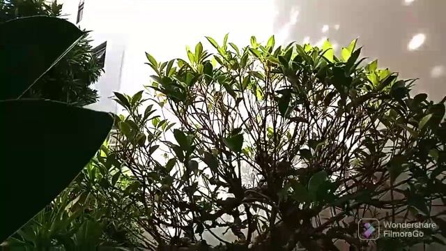 LETTLE BONSAI & WAVE OF LOVE PLANTS IN MY HOUSE!! #JUNTAPERLA TV# смотреть онлайн