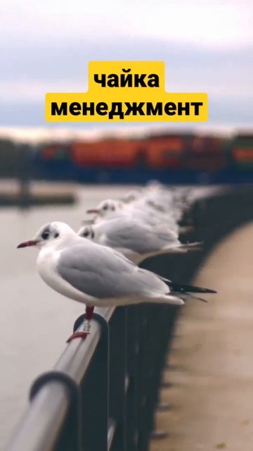 чайка и анекдот смотреть онлайн