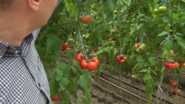 ТОМАТ ЧИМГАН F1 - ОЧЕНЬ УРОЖАЙНЫЙ, КРАСИВЫЙ, ПЛОТНЫЙ, ТРАНСПОРТАБЕЛЬНЫЙ ПОМИДОР (19-04-2019) смотреть онлайн