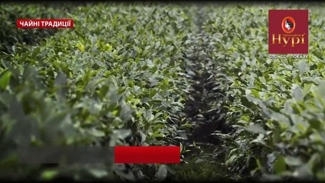 Чайні традиції від ТМ "Принцеса Нурі" смотреть онлайн