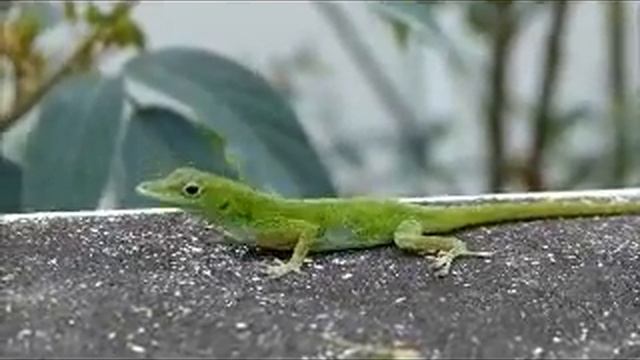 Anolis смотреть онлайн