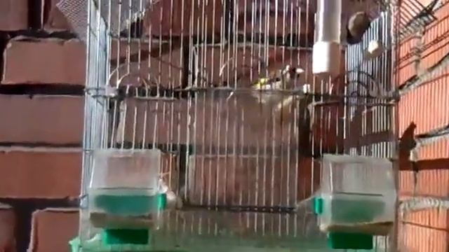 щегол Санкт Петербурга смотреть онлайн