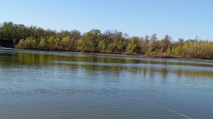 ловлю селёдку на дону