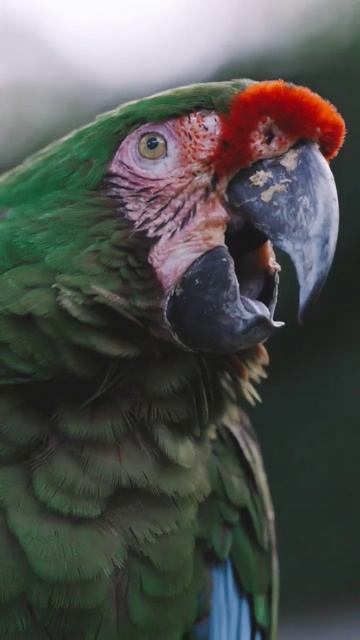 Green Parrot 🦜 смотреть онлайн