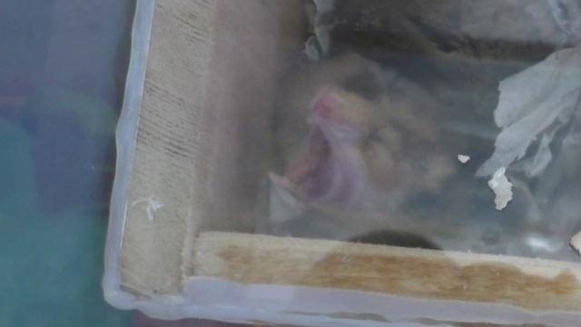 Хомяк зивает, прикольное видео с хомяком. смотреть онлайн
