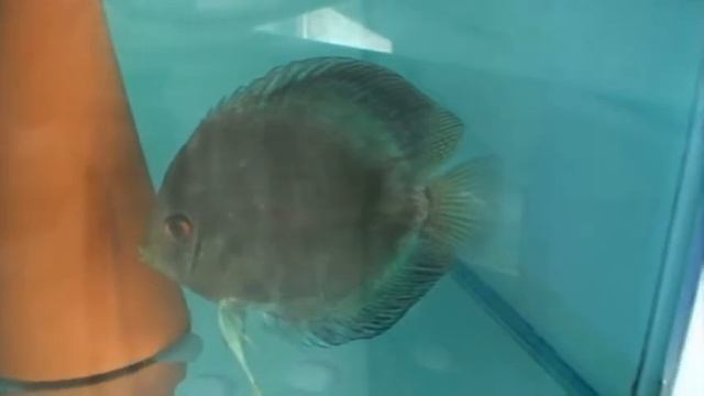 cobalt discus смотреть онлайн