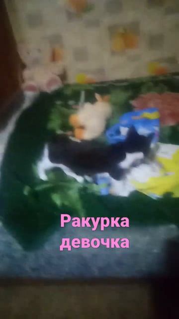 🙋🏻♀маша и вика смотреть онлайн